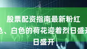 股票配资指南最新粉红色、白色的荷花迎着烈日盛开